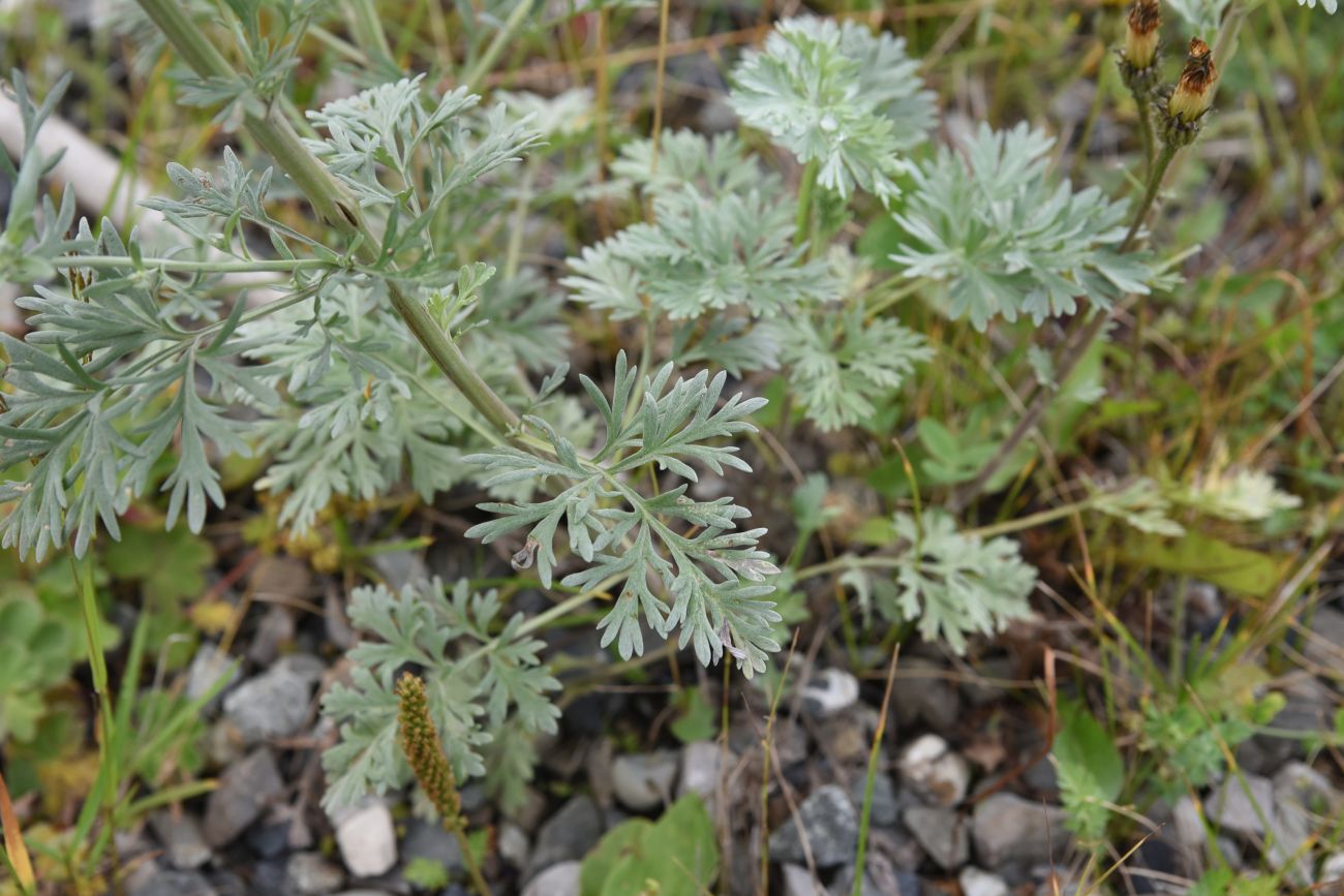 Изображение особи Artemisia absinthium.