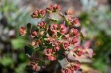 Euphorbia condylocarpa