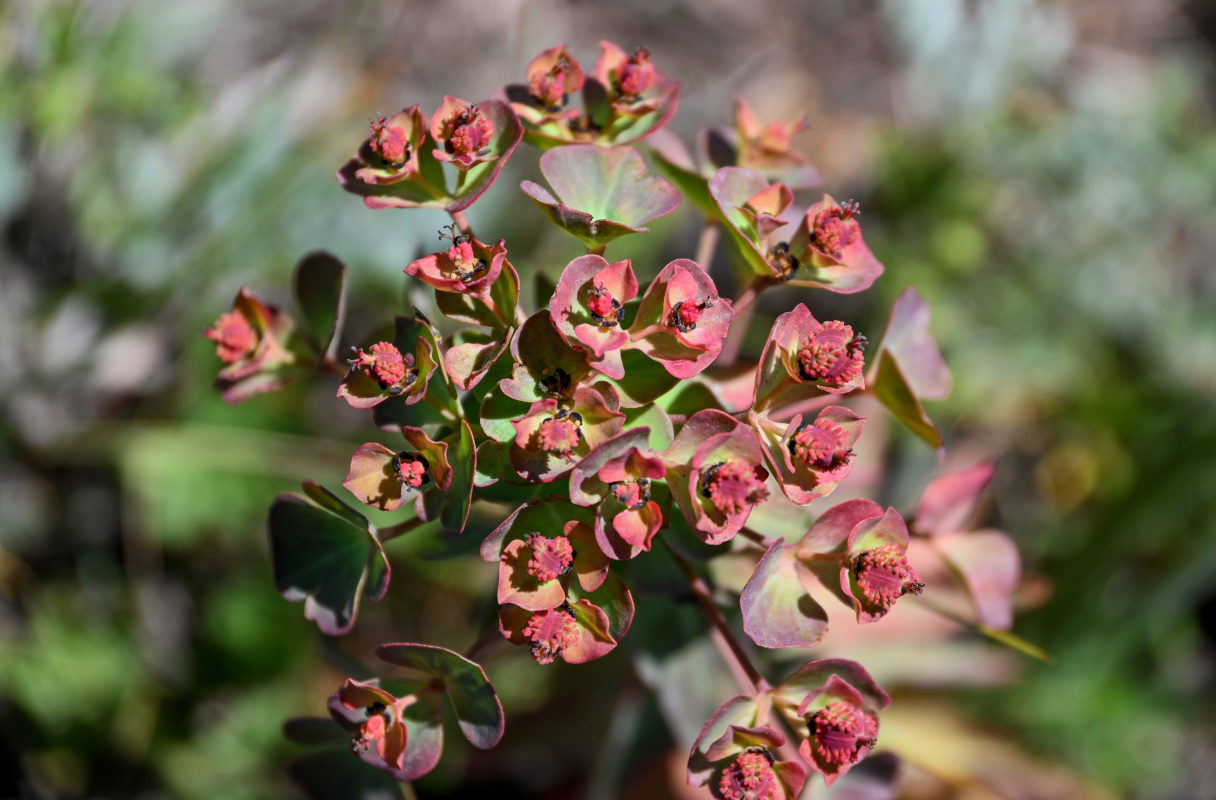 Изображение особи Euphorbia condylocarpa.