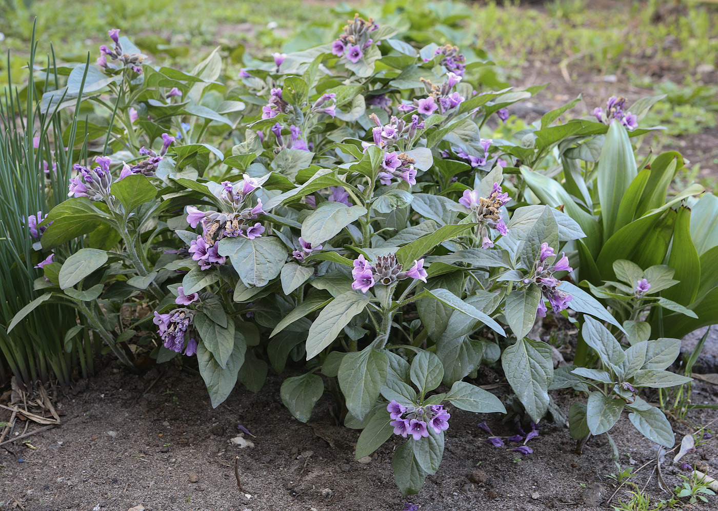 Изображение особи Physochlaina physaloides.