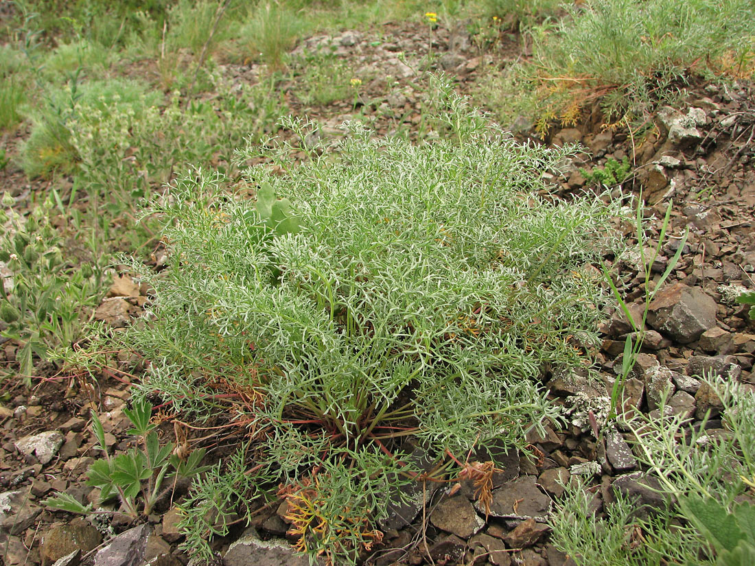 Image of Erodium beketowii specimen.