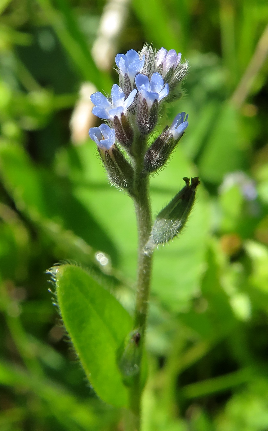 Изображение особи Myosotis micrantha.