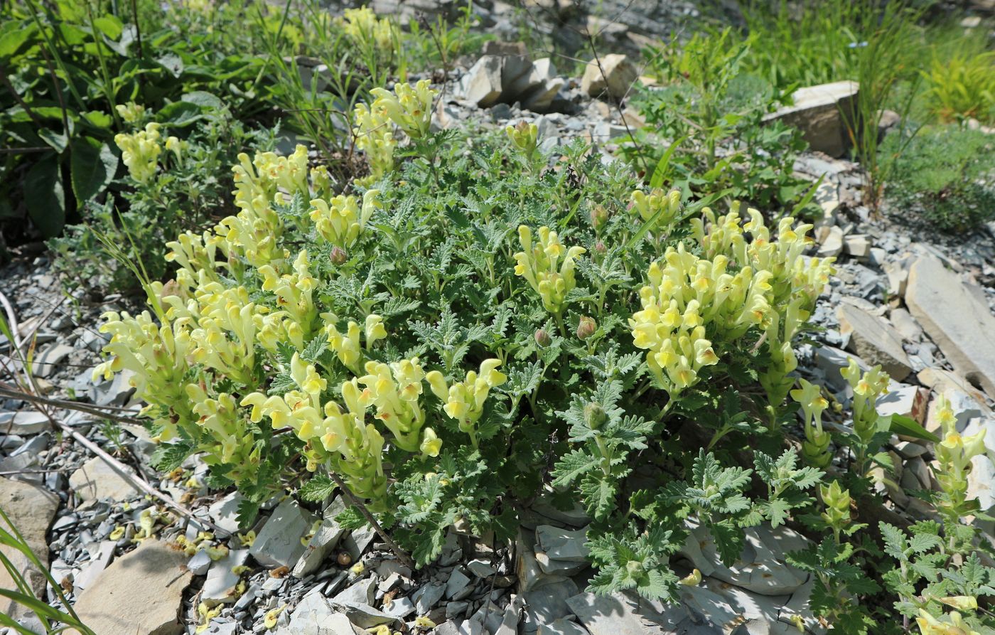 Image of Scutellaria novorossica specimen.