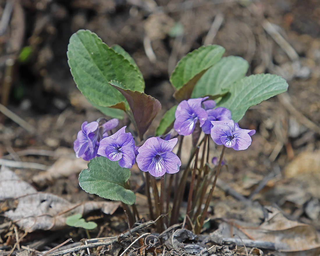 Image of Viola tenuicornis specimen.