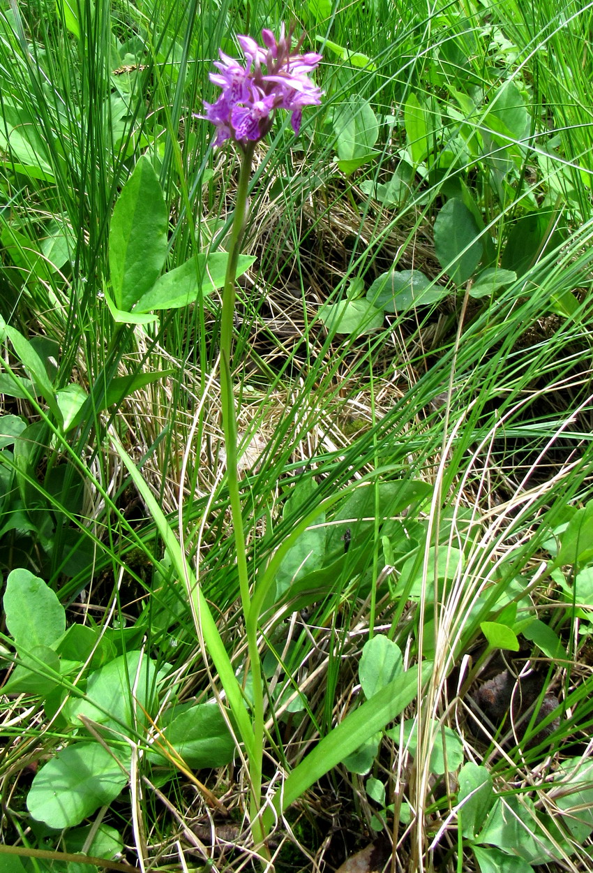 Изображение особи Dactylorhiza russowii.