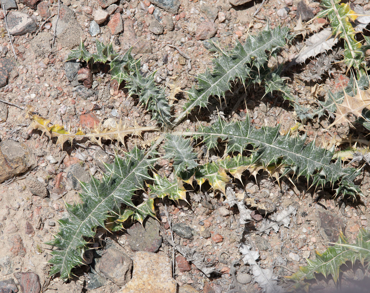 Image of Cousinia pungens specimen.