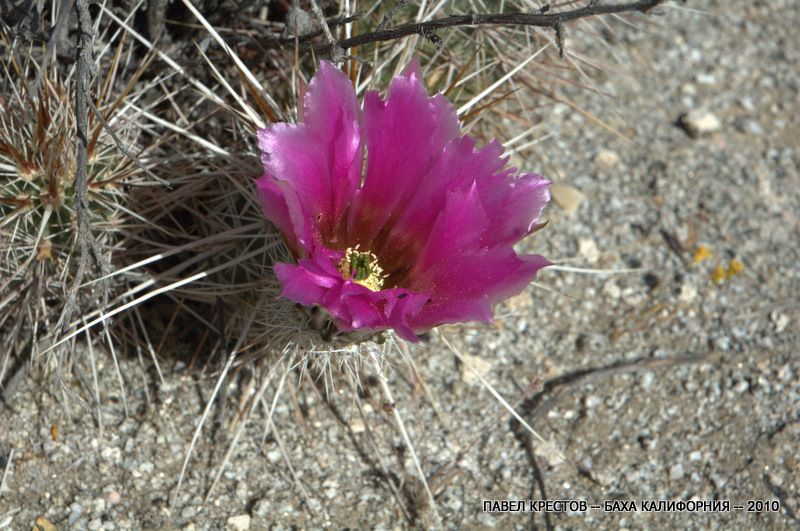 Изображение особи Echinocereus engelmannii.