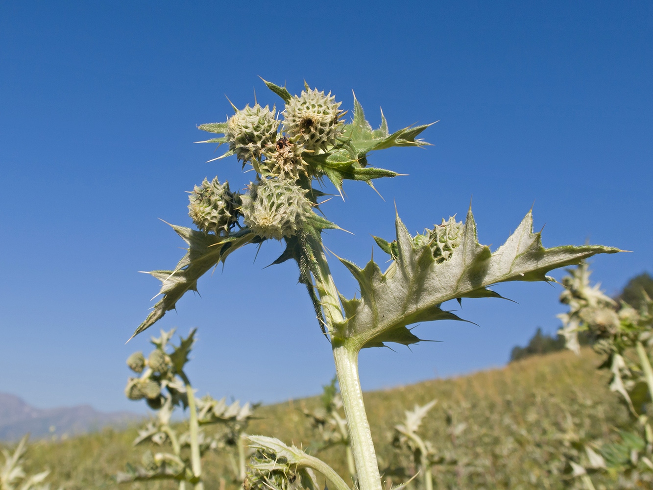 Изображение особи Cirsium buschianum.
