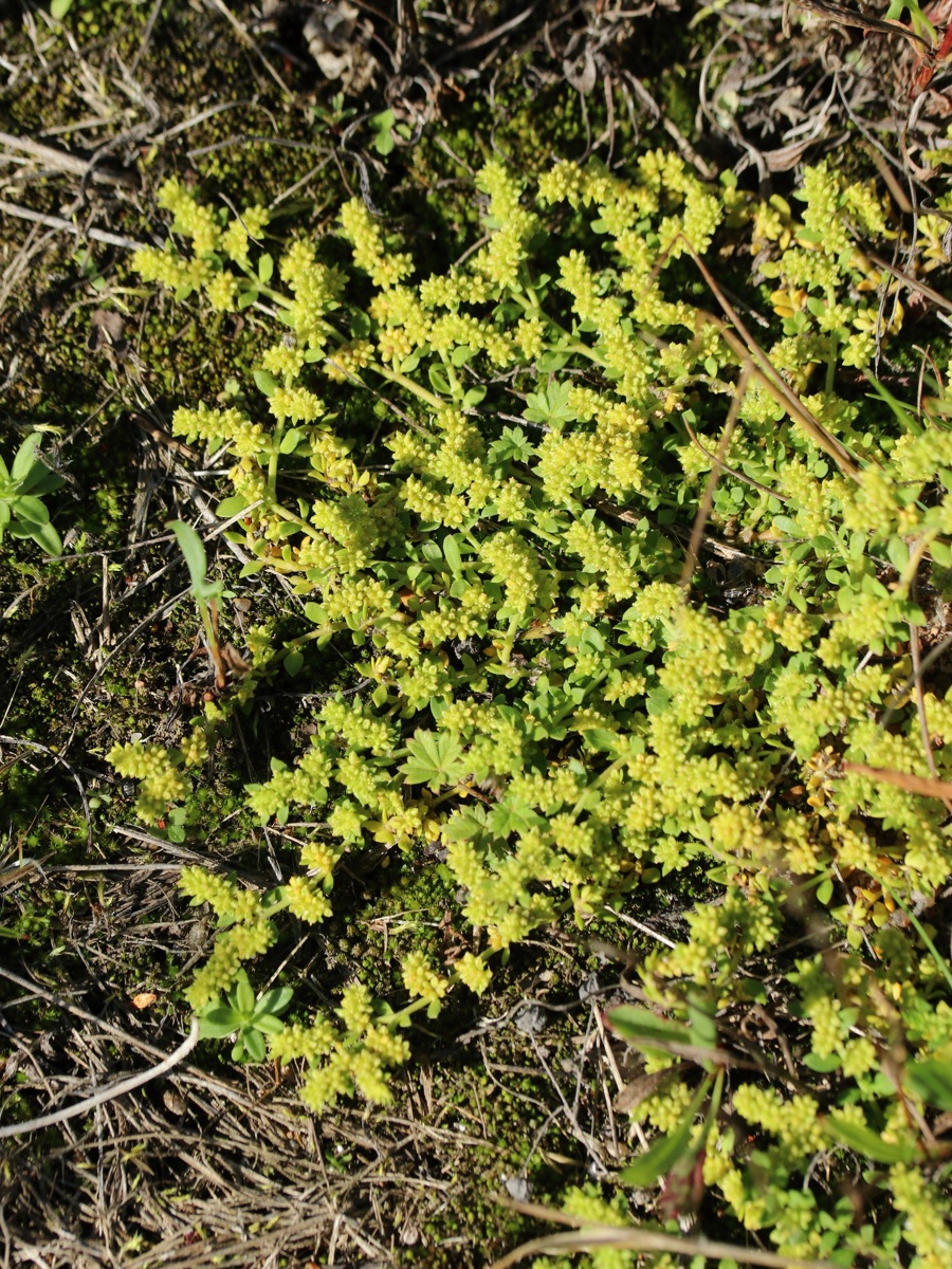 Изображение особи Herniaria glabra.