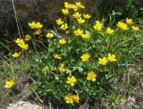 Ranunculus brachylobus