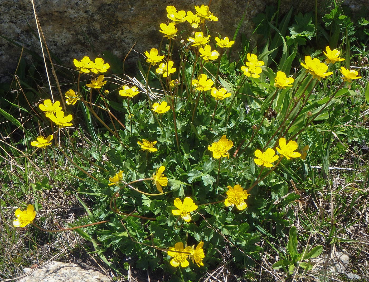 Image of Ranunculus brachylobus specimen.