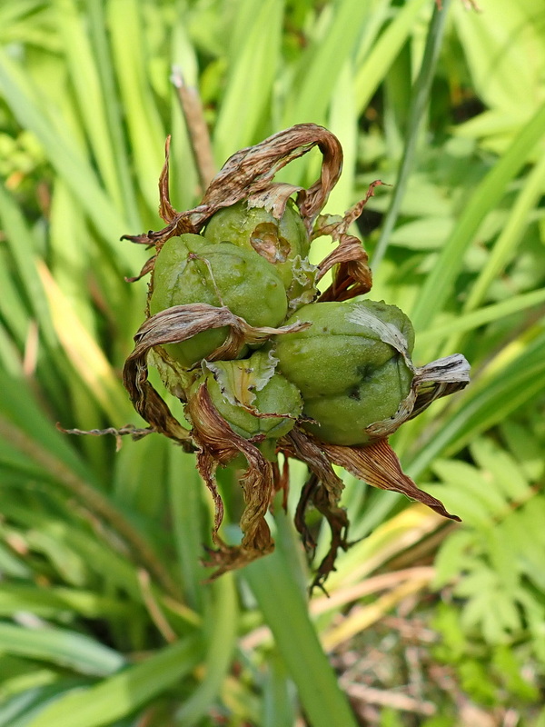 Image of Hemerocallis middendorffii specimen.