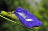 Clitoria ternatea. Цветок. Таиланд, Бангкок, Донмыанг, жилой квартал, у забора, в культуре. 11.09.2023.