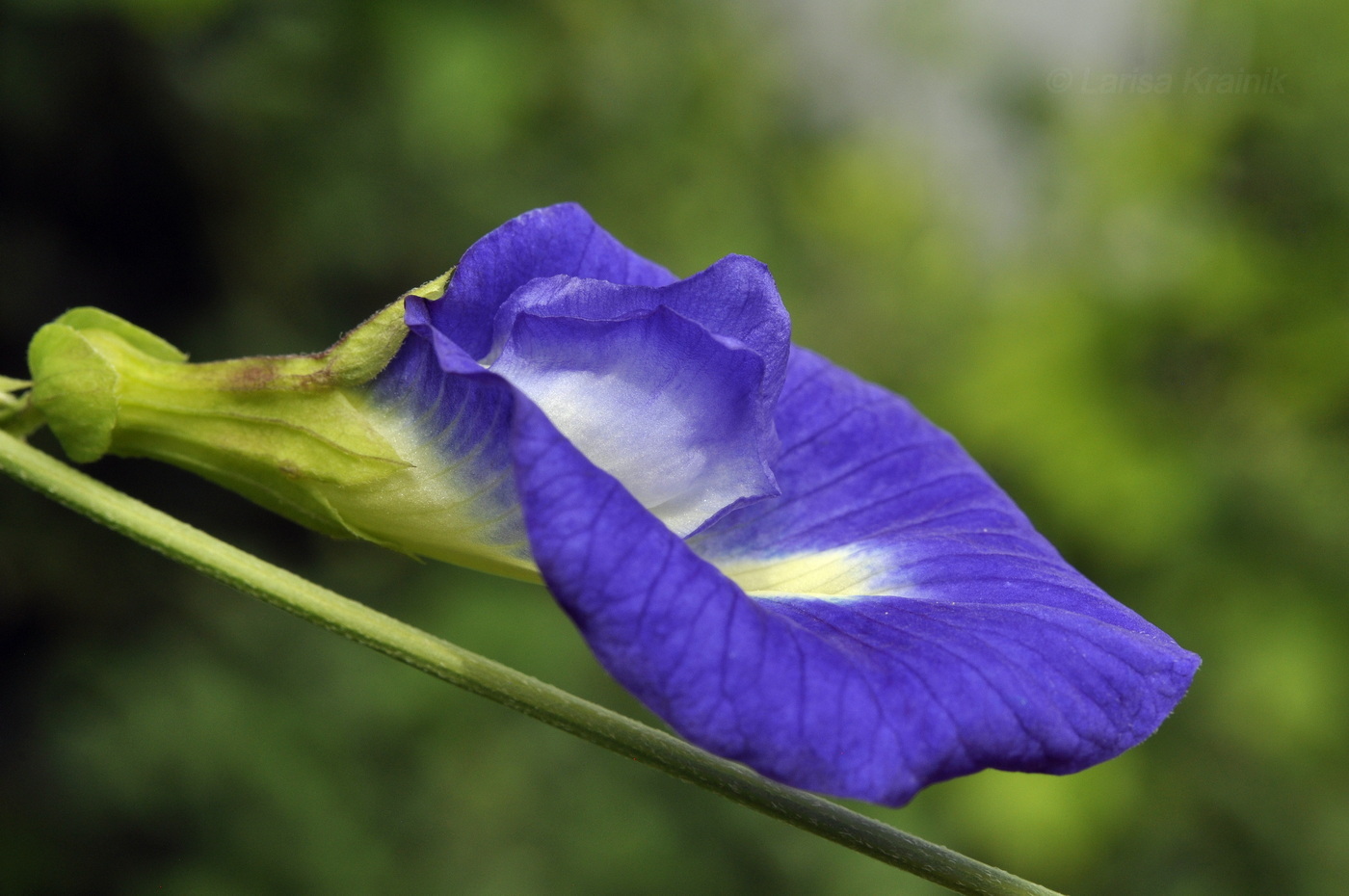 Image of Clitoria ternatea specimen.
