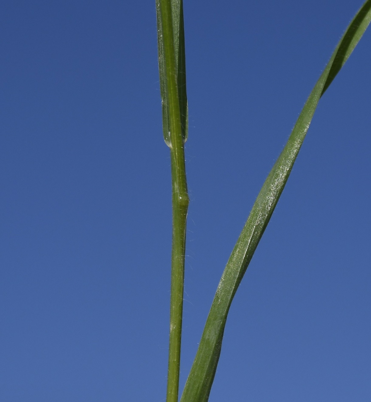 Image of Anisantha rubens specimen.