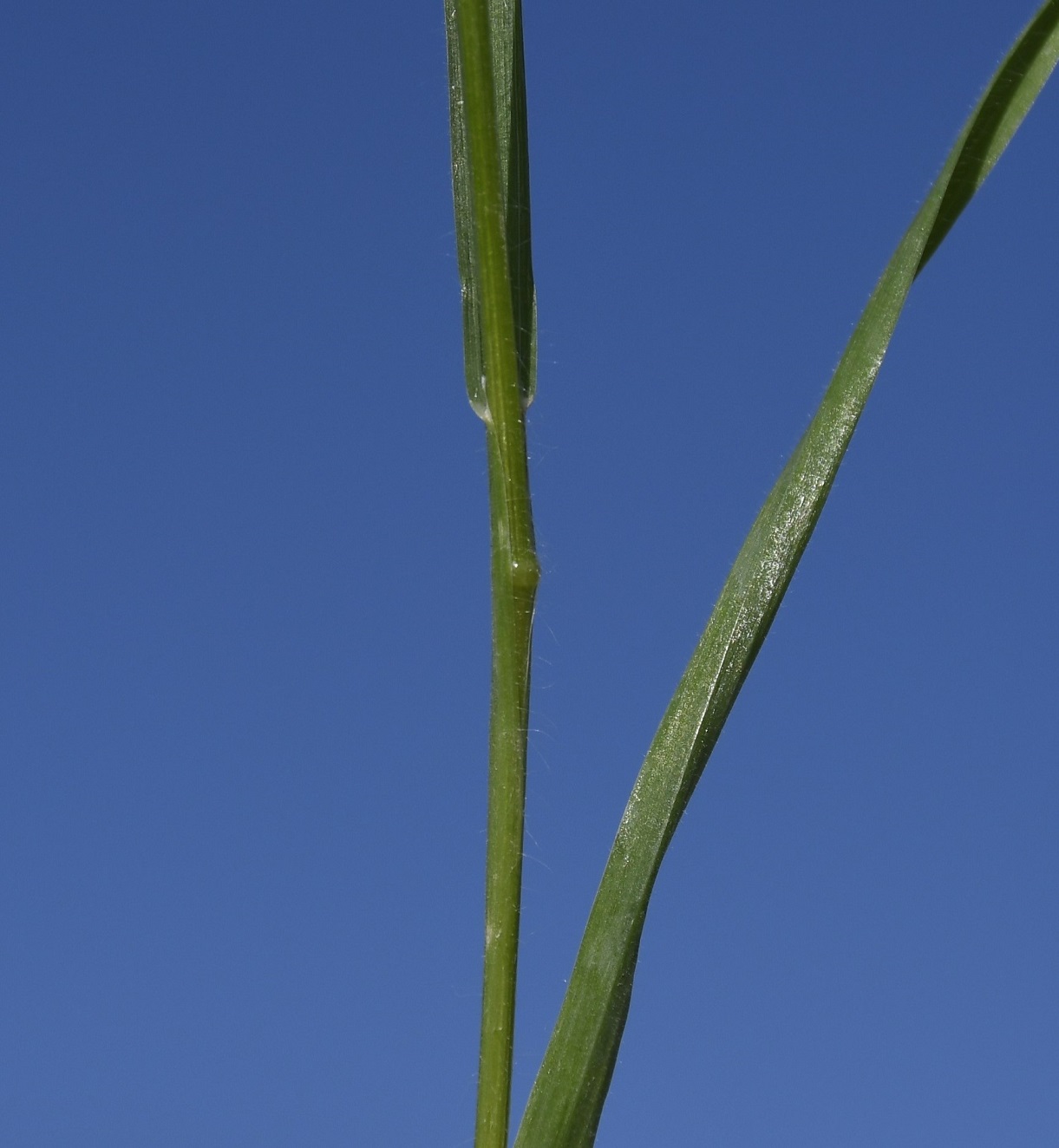 Image of Anisantha rubens specimen.