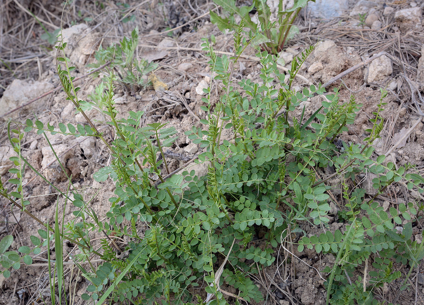 Изображение особи Vicia sylvatica.