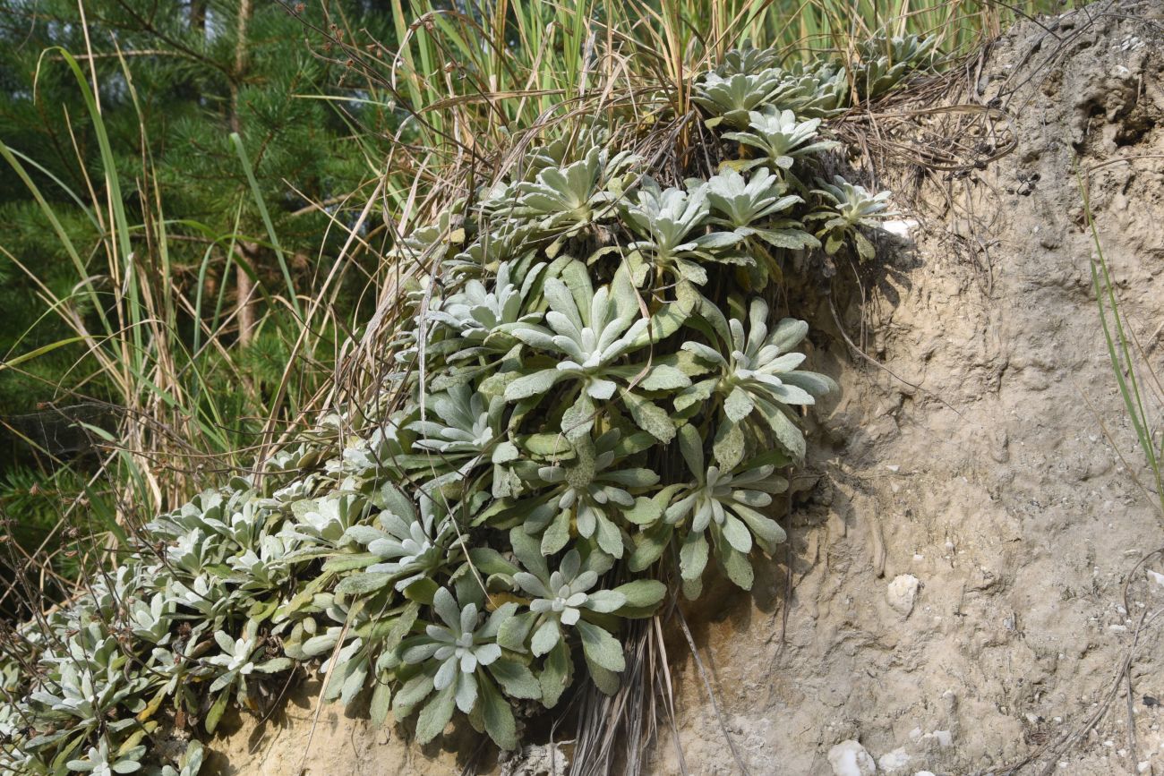 Image of Salvia canescens var. daghestanica specimen.