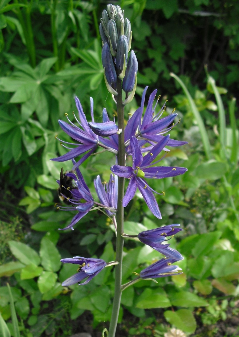 Image of Camassia leichtlinii specimen.