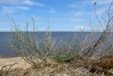 Artemisia campestris. Растение с живыми генеративными побегами и сухими генеративными побегами прошлого года. Новгородская обл., геологический памятник \"Ильменский глинт\", окр. дер. Ретлё, побережье оз. Ильмень, кромка обрыва, суходольный луг на известняке. 25.07.2023.