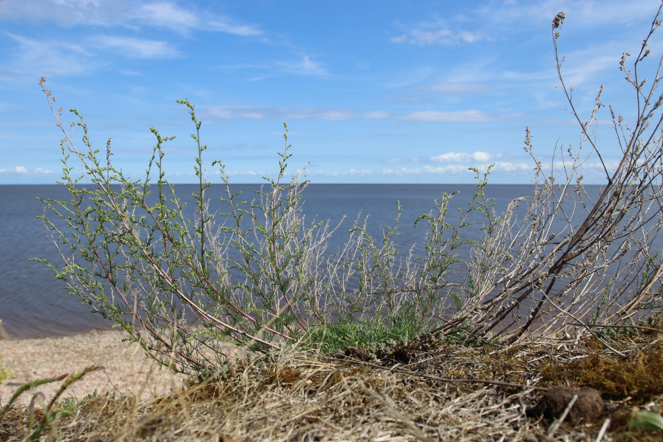 Изображение особи Artemisia campestris.