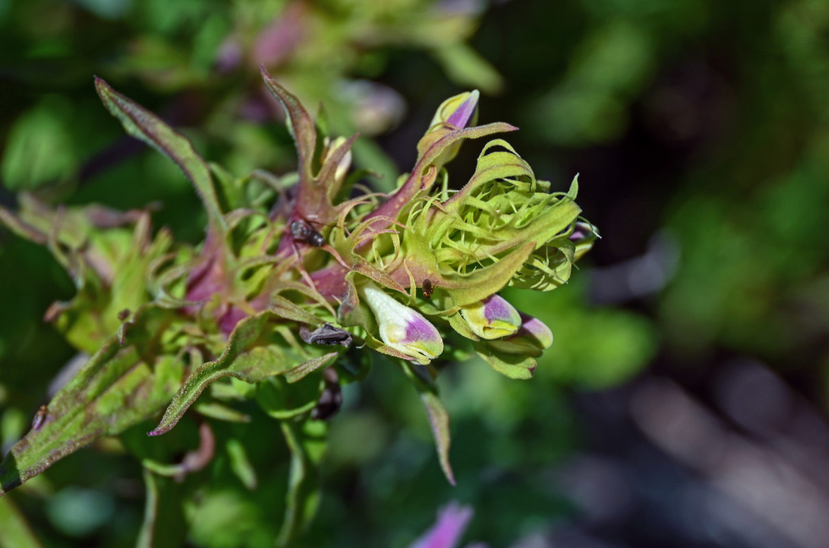 Image of Melampyrum chlorostachyum specimen.