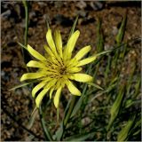 Tragopogon pratensis. Соцветие. Чувашия, окр. г. Шумерля, ст. Кумашка, ж.-д. насыпь. 1 сентября 2009 г.