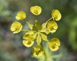 Euphorbia biumbellata. Верхушка общего соцветия с восемью частными соцветиями-циатиями. Испания, автономное сообщество Каталония, провинция Жирона, комарка Баш Эмпорда, муниципалитет Калонже, обочина дороги. 22.03.2024.