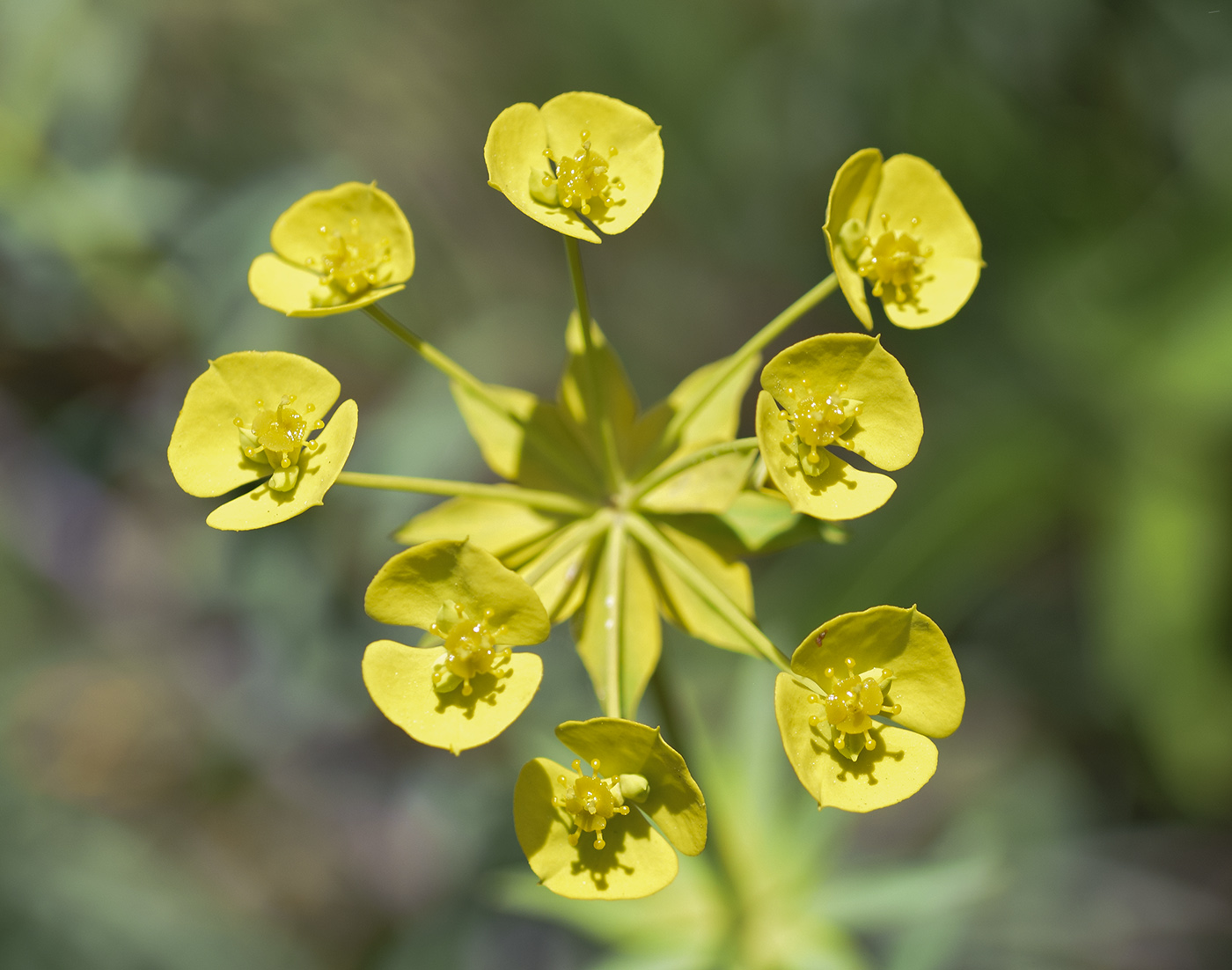 Изображение особи Euphorbia biumbellata.