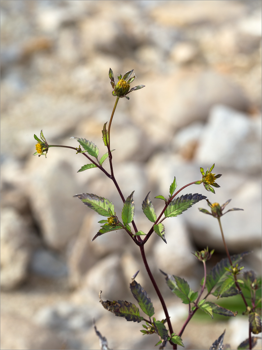 Изображение особи Bidens frondosa.