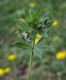 Sherardia arvensis