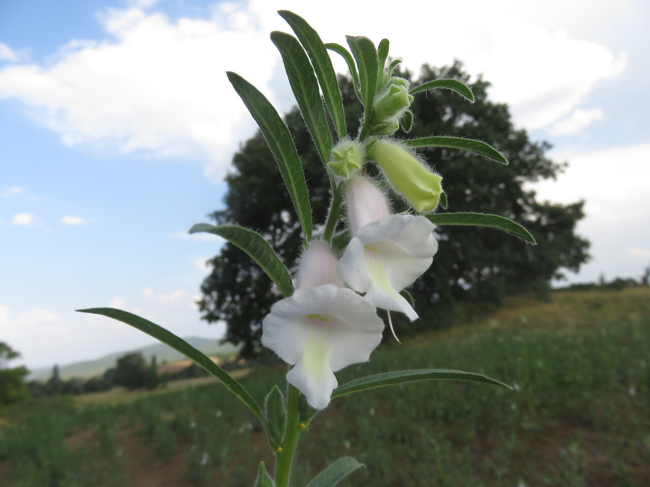 Image of Sesamum indicum specimen.