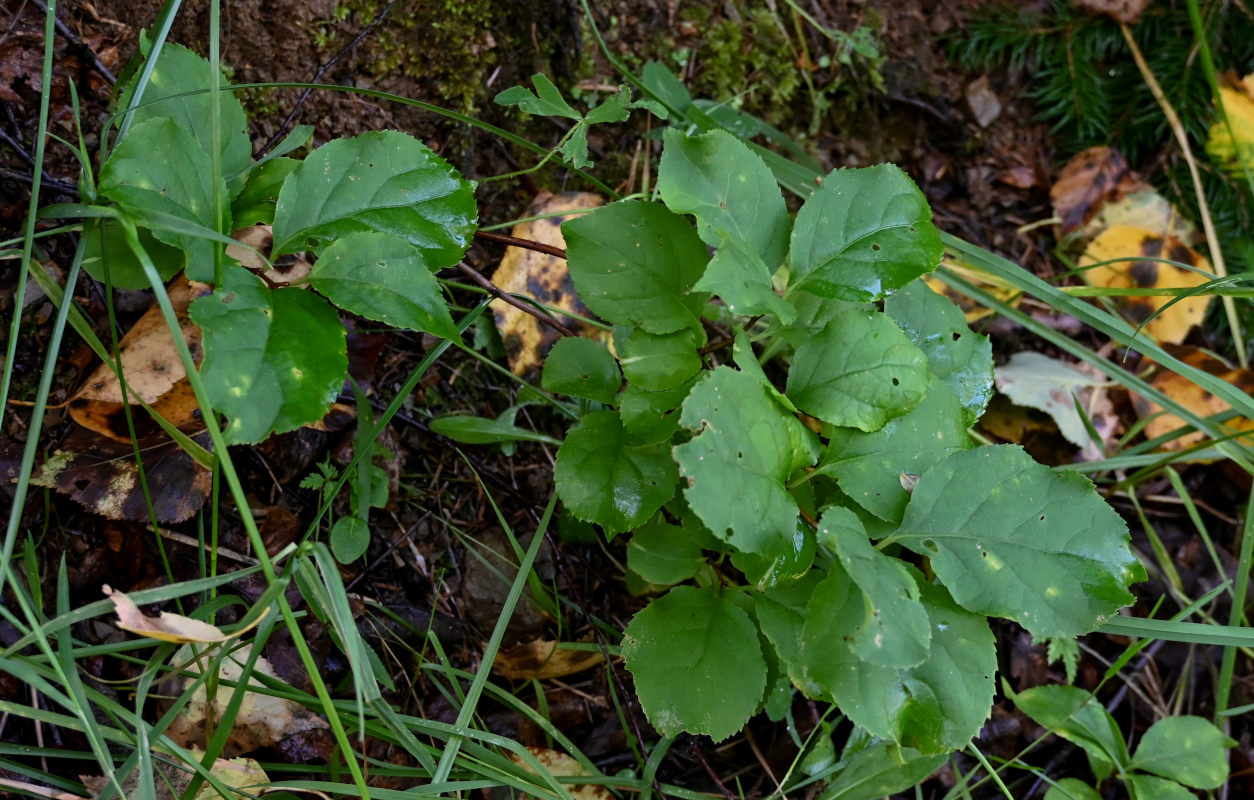 Image of Celastrus orbiculata specimen.