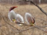 Salix abscondita