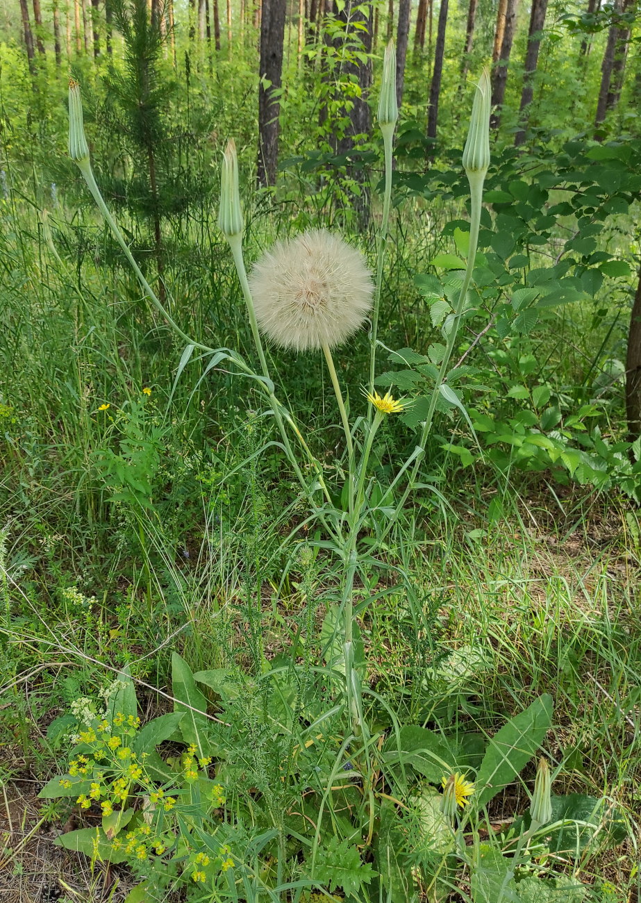Image of Tragopogon dubius ssp. major specimen.