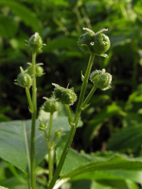 Изображение особи Mercurialis perennis.