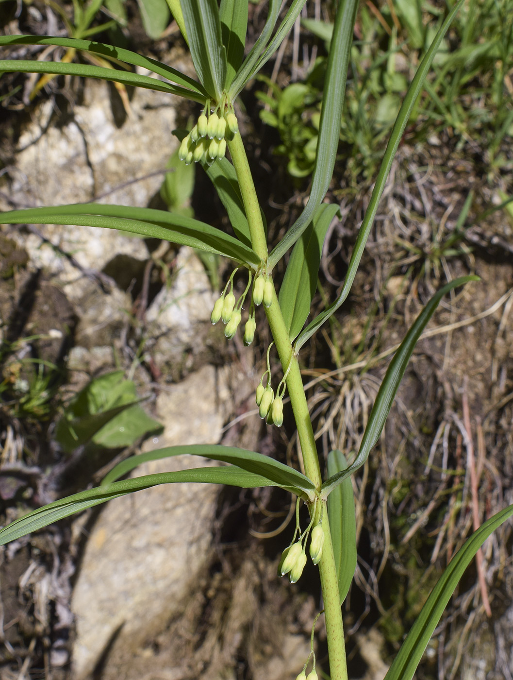 Изображение особи Polygonatum verticillatum.