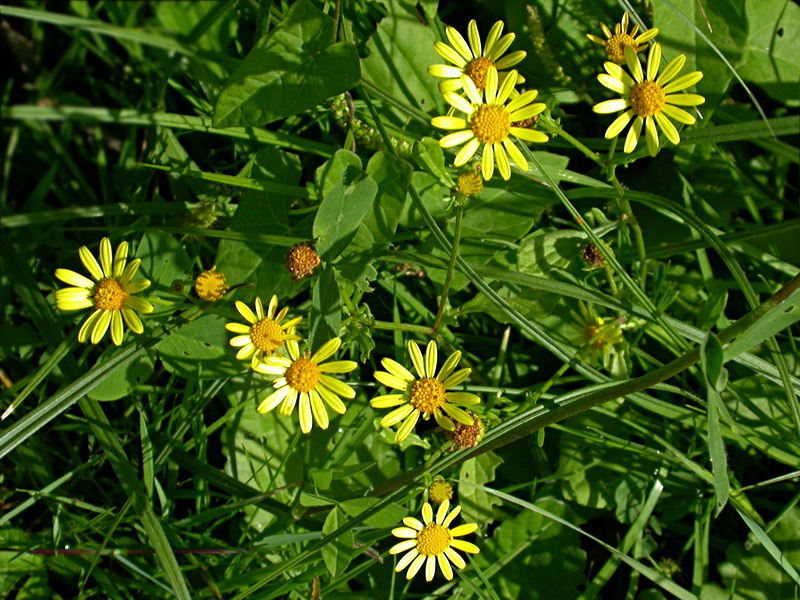 Image of Senecio erraticus specimen.