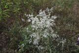 Lepidium latifolium