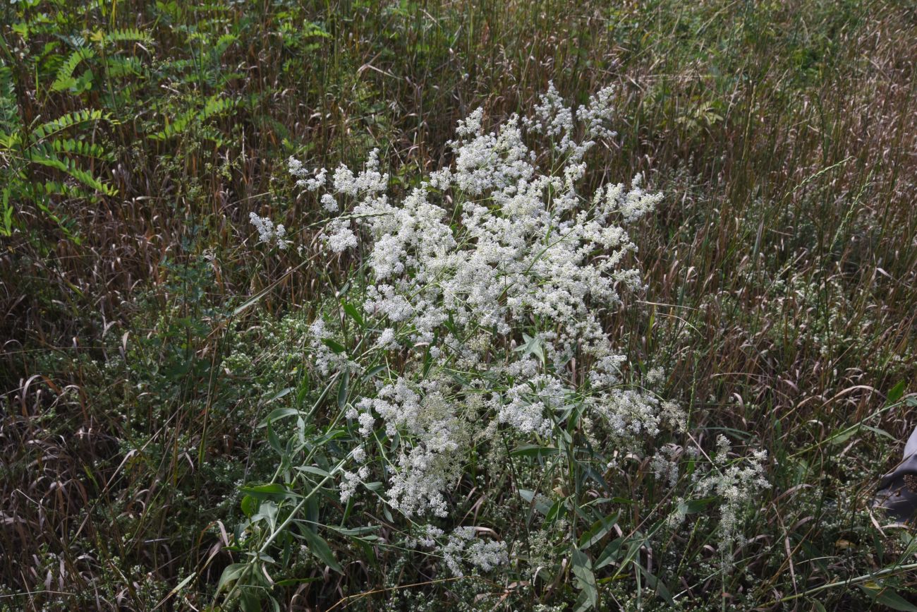 Изображение особи Lepidium latifolium.