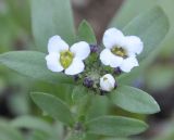 Lobularia maritima