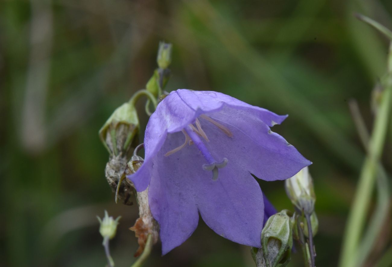Image of Campanula rotundifolia specimen.