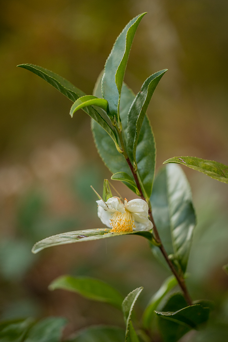 Изображение особи Thea sinensis.