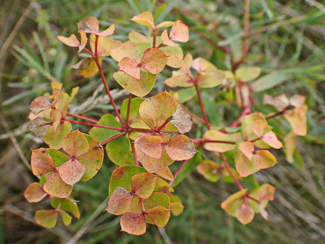 Image of Euphorbia virgata specimen.