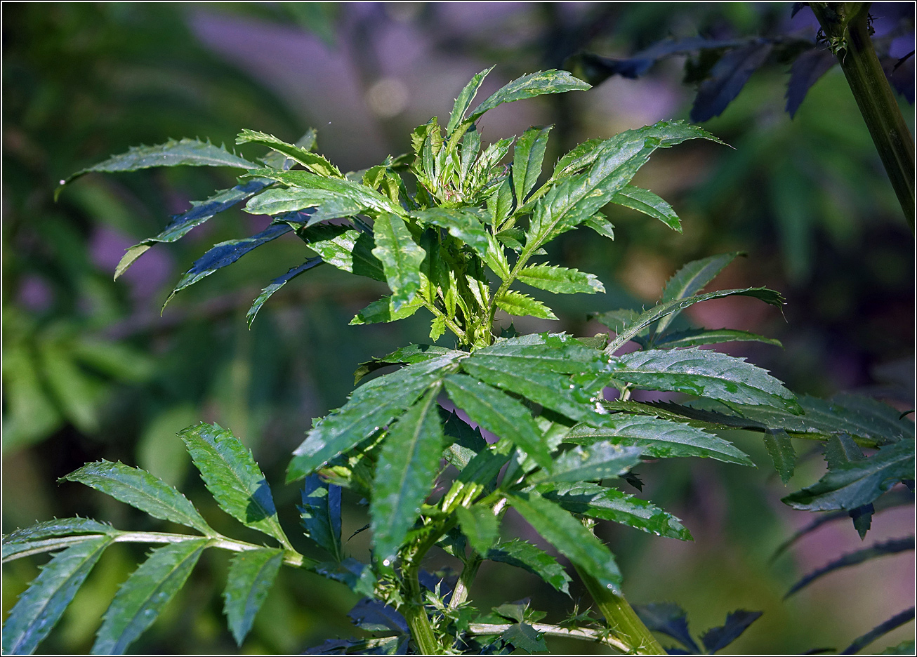 Image of Tagetes erecta specimen.