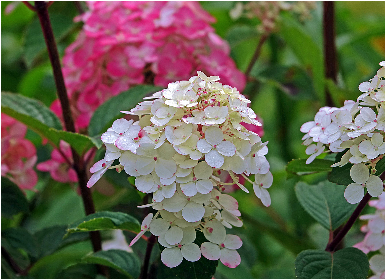 Image of Hydrangea paniculata specimen.