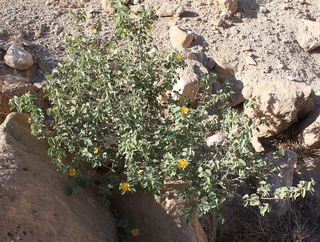 Image of Abutilon fruticosum specimen.