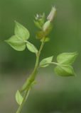 Image of taxon representative. Author is Тулкин Тиллаев