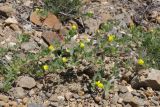 Medicago rigidula