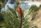 Pinus densiflora